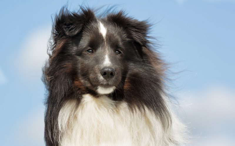 Why You Need a Sheepdog in Your Business